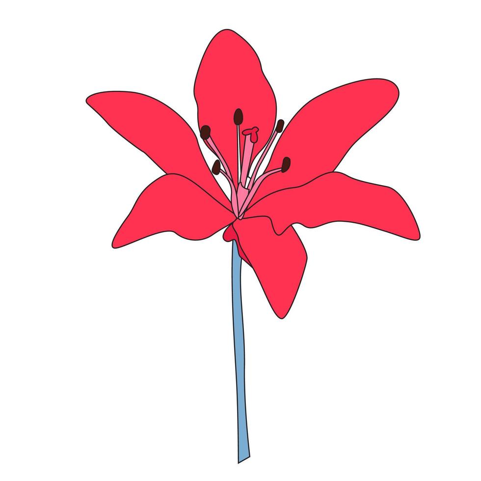 flor de lilly dibujada a mano. ilustración vectorial vector