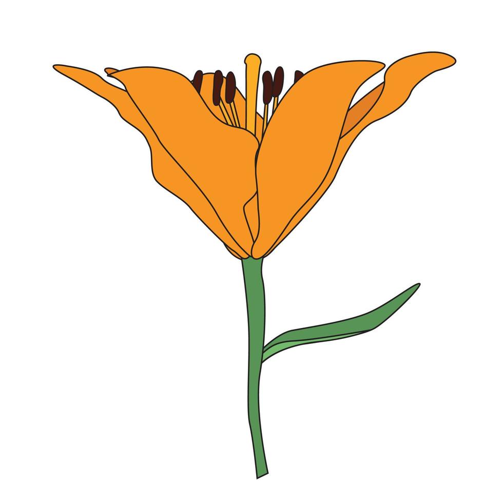 Hand drawn Lilly  flower. Vector Illustration