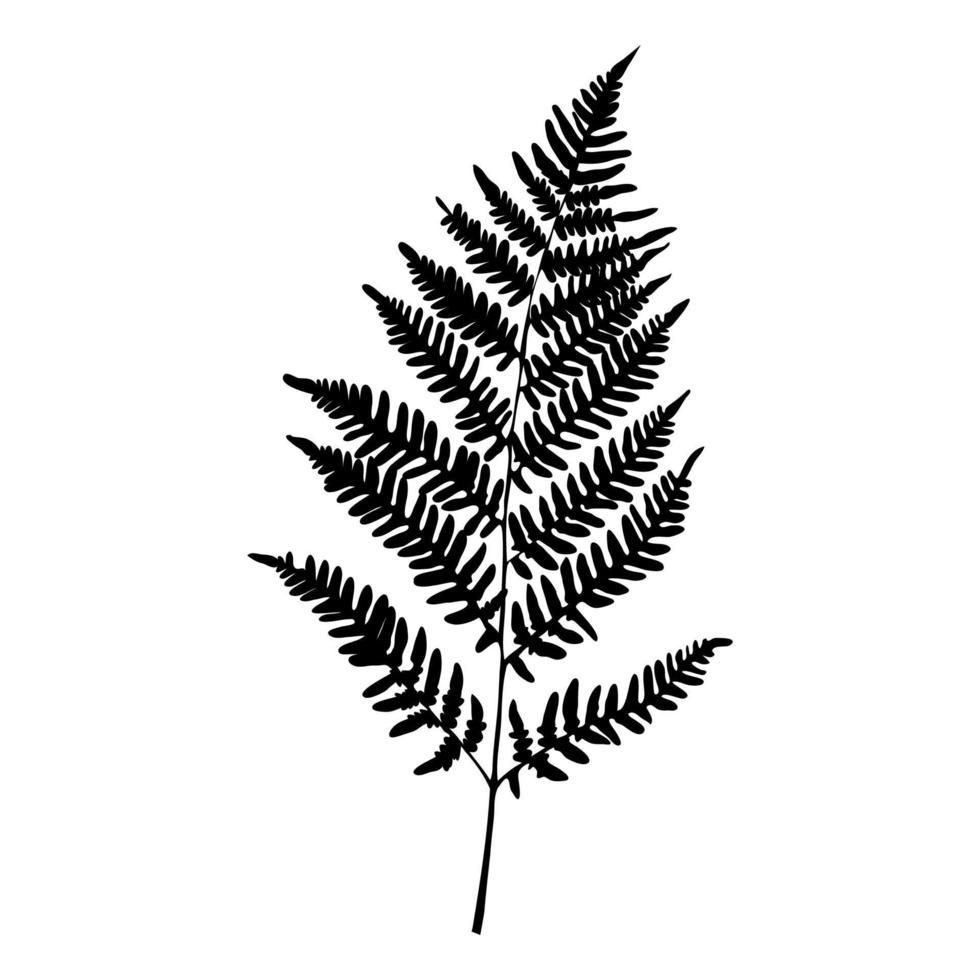 Fern leaf silhouette on white background. Vector Illustration