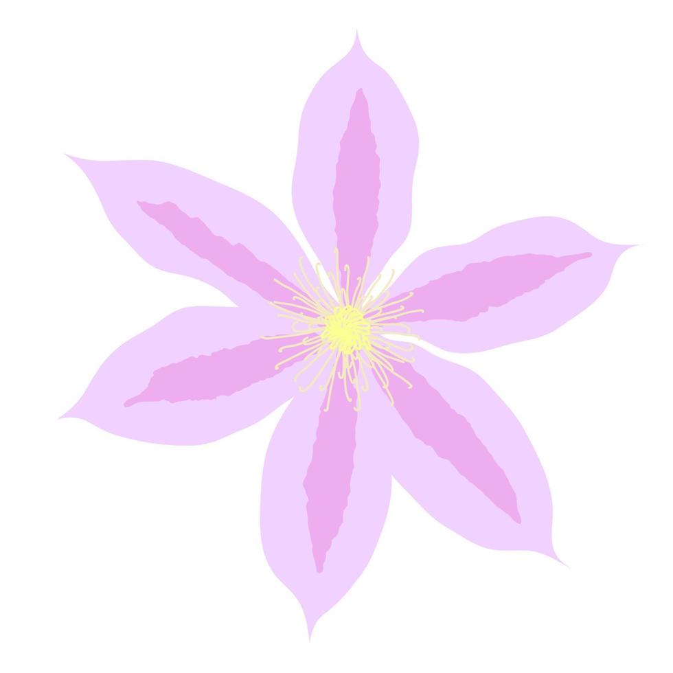 Beautiful clematis flower on white background. Vector Illustration