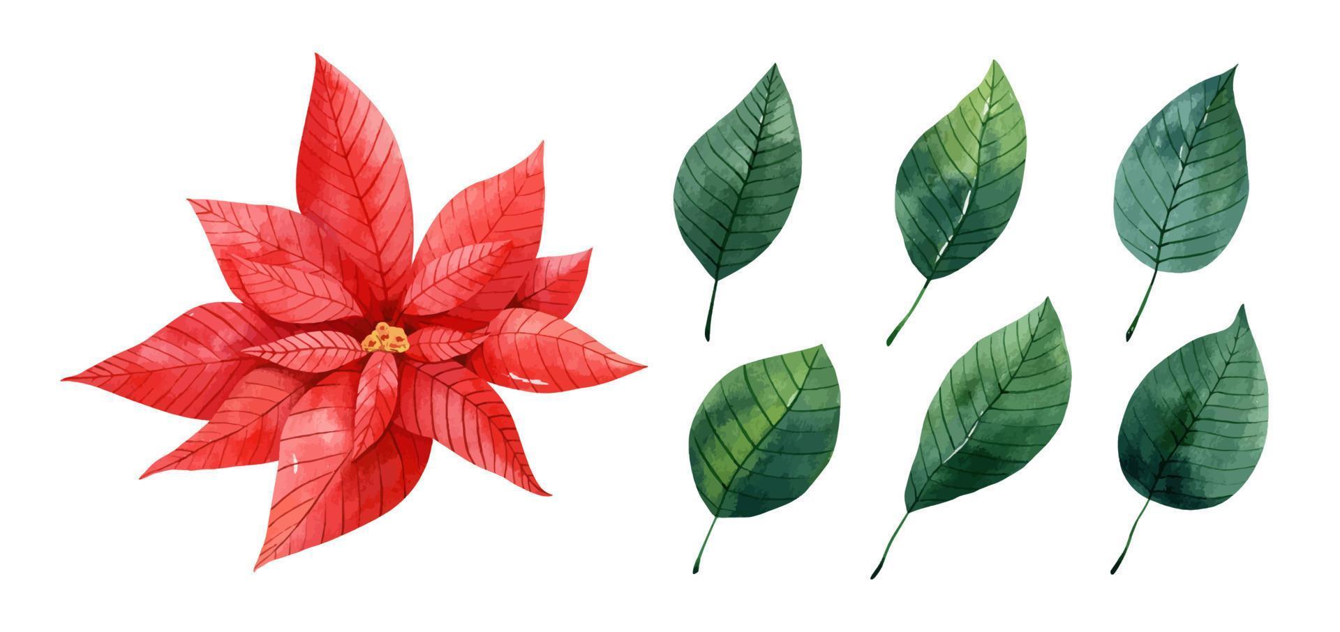 Watercolor set with red poinsettia and green leaves. Christmas star flower. Hand drawn illustration. Perfect for your project, cards, prints, covers, patterns, decor, invitations. vector