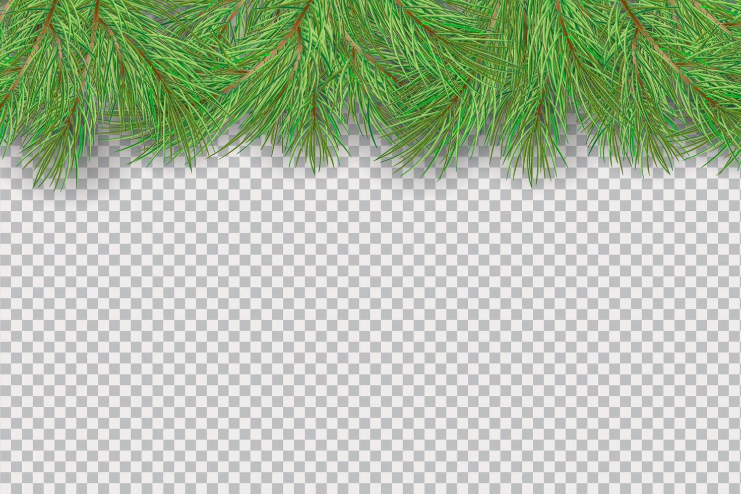 Christmas fir branches. Green christmas tree branches borders isolated . Holiday background. vector