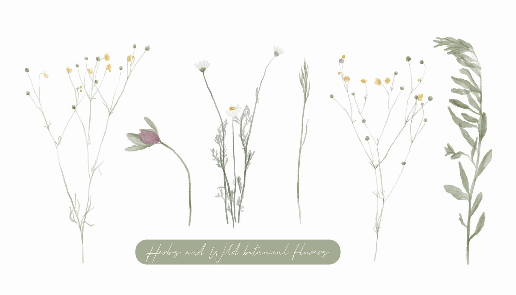hierbas y flores botánicas silvestres. conjunto de flores vintage botánica. vector