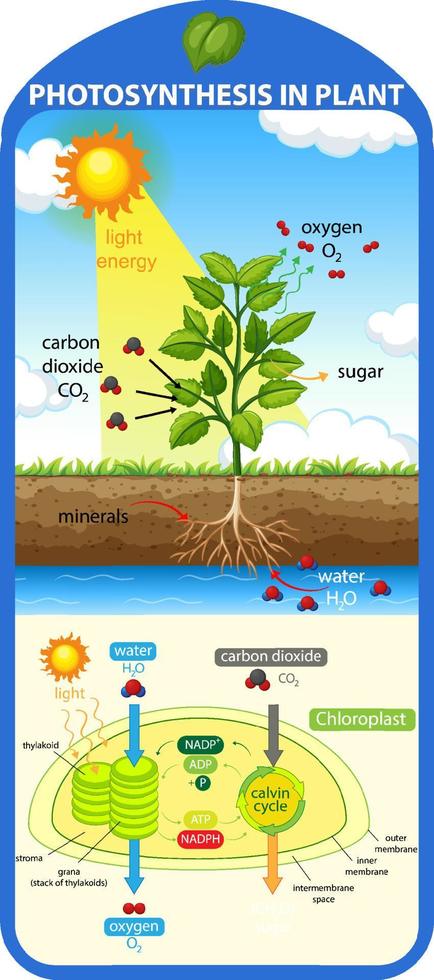 Diagram showing process of photosynthesis in plant vector
