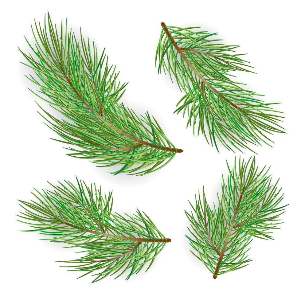 conjunto de ramas de abeto aislado sobre fondo blanco. pino, elementos de plantas de hoja perenne de navidad. vector