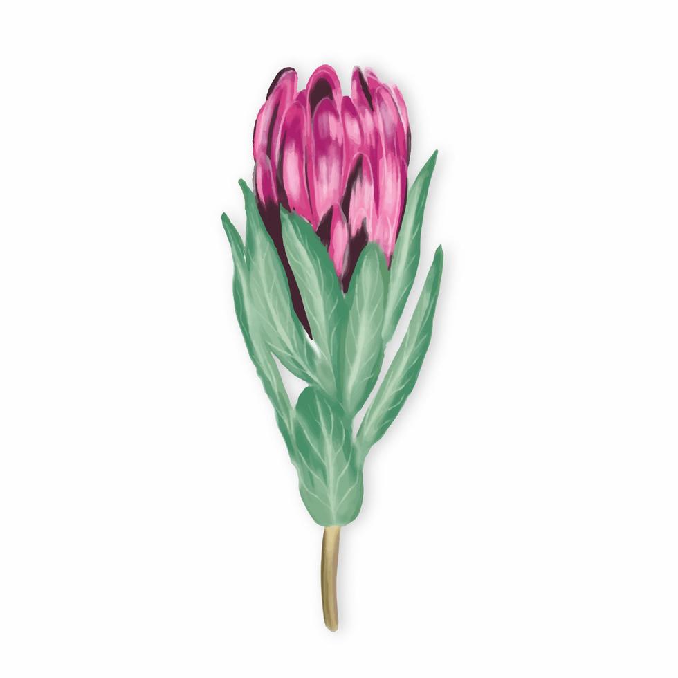Watercolor exotic flower Protea isolated drawing. vector