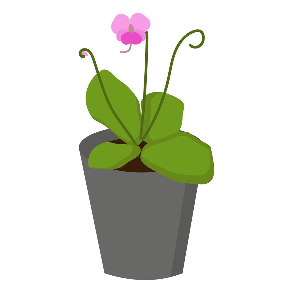 pinguicula planta insectívora con hojas verdes jugosas brillantes y pequeñas flores de color rosa violeta en tallos delgados, representantes raros de la naturaleza, plantas depredadoras vector