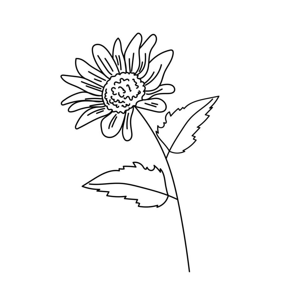 Simple contour sunflower with leaves, botanical coloring page with flower vector