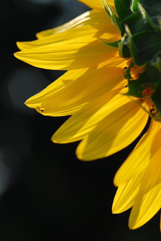 Sunflower young bud blooming, macro, close up photo