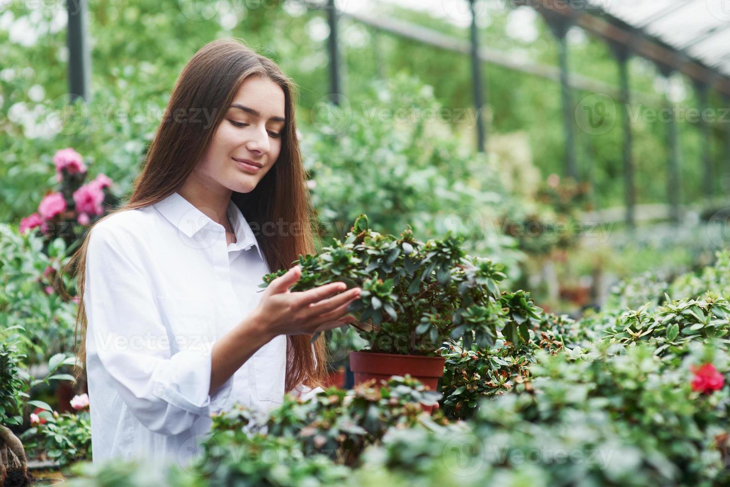 linda niña de pie en el invernadero y tocando la planta en una maceta foto