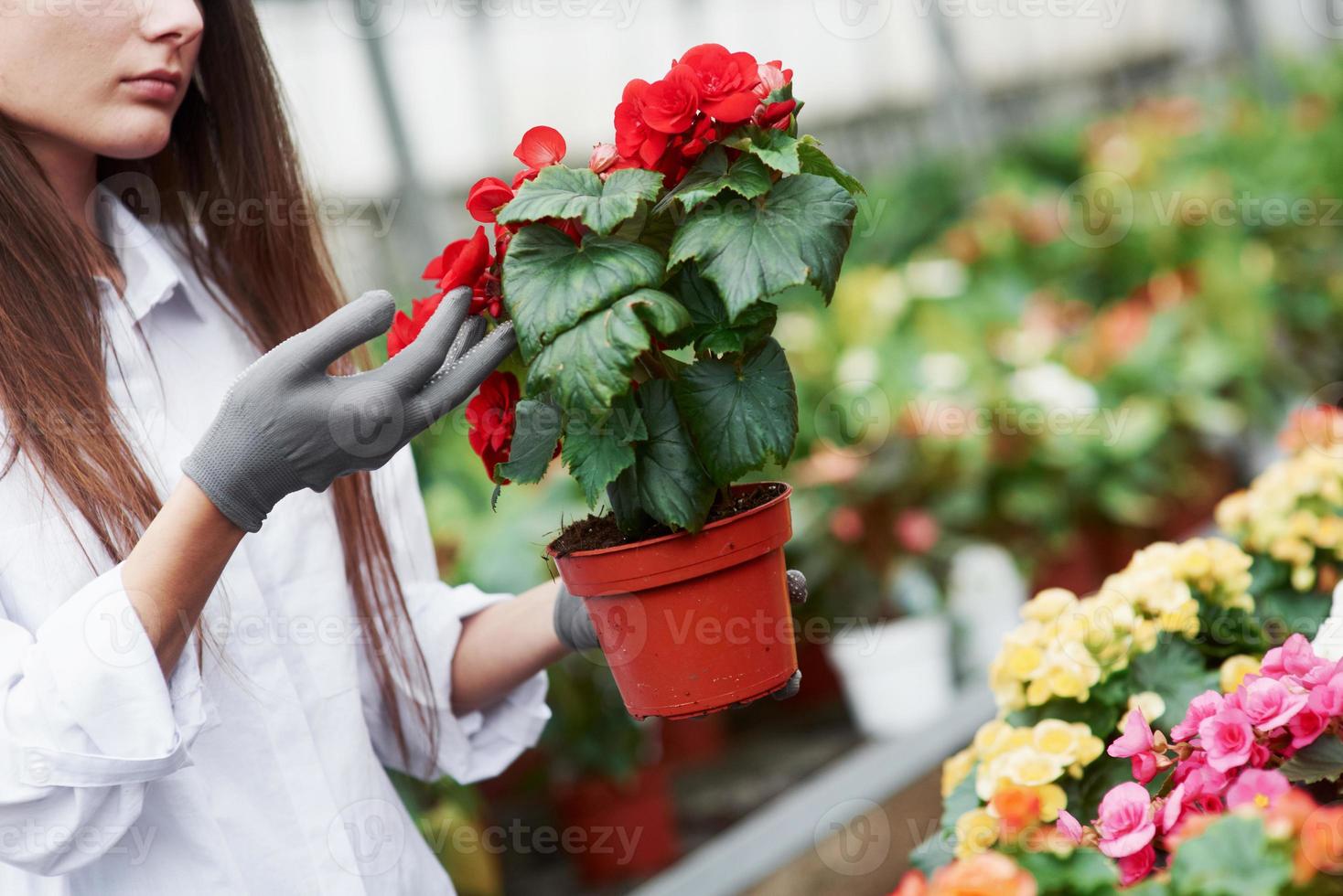 cuidando las plantas. chica con guantes en sus manos sosteniendo una olla con flores rojas foto