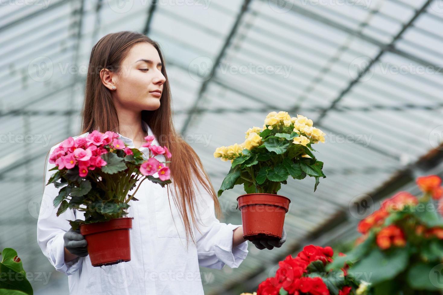 Looks at results of work. Girl in job clothes holding two pots in hands inside the greenhouse photo