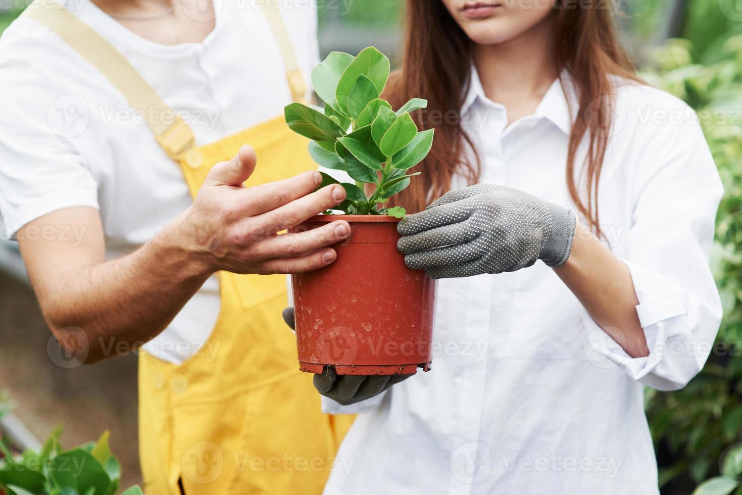 juntos pueden lograr mejores resultados. Pareja de trabajadores de jardinería encantadores en ropa de trabajo cuidando de la planta en la maceta en el invernadero foto