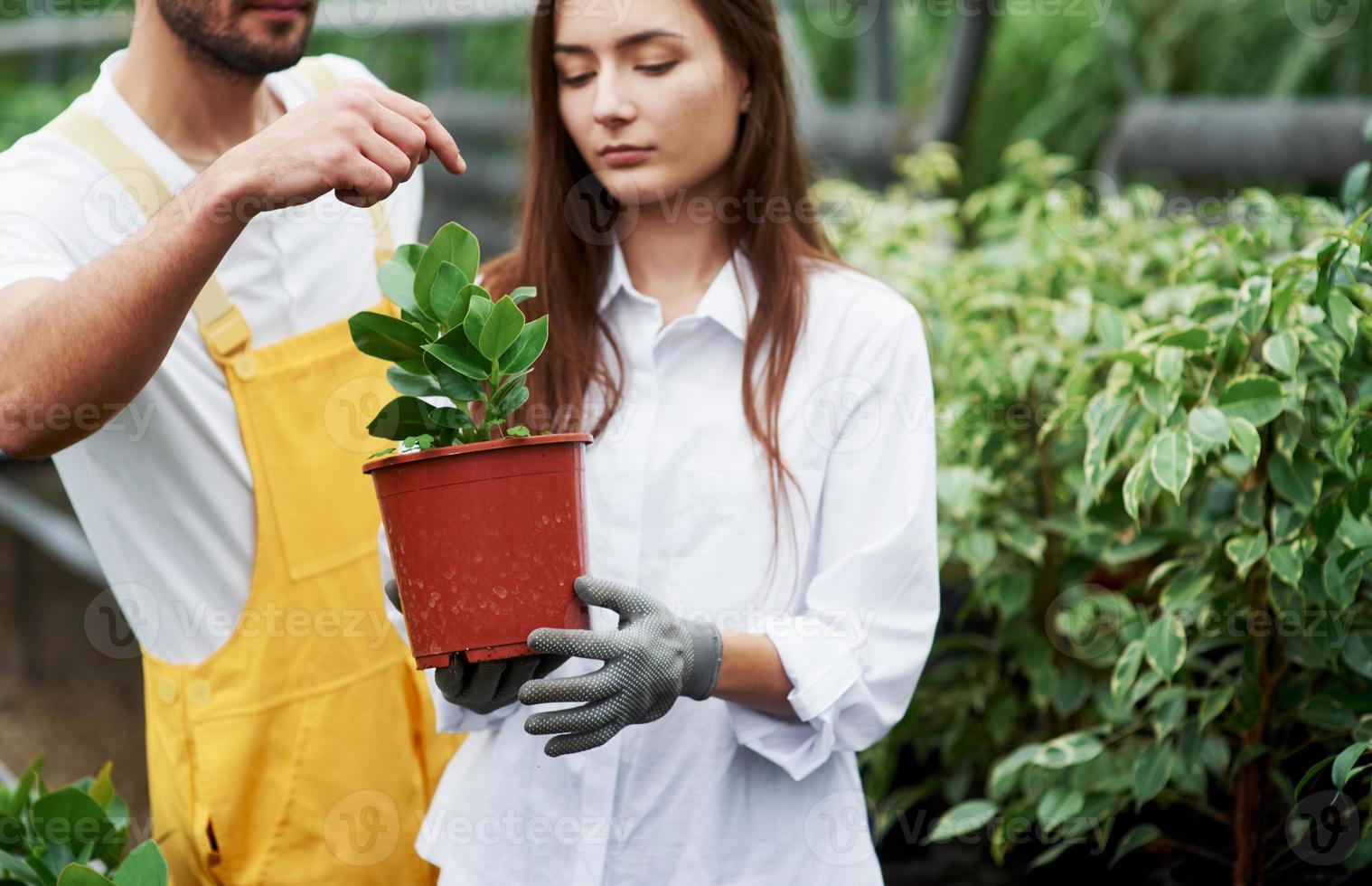 Serious look. Couple of lovely garden workers in job clothes taking care of plant in the pot in the greenhouse photo
