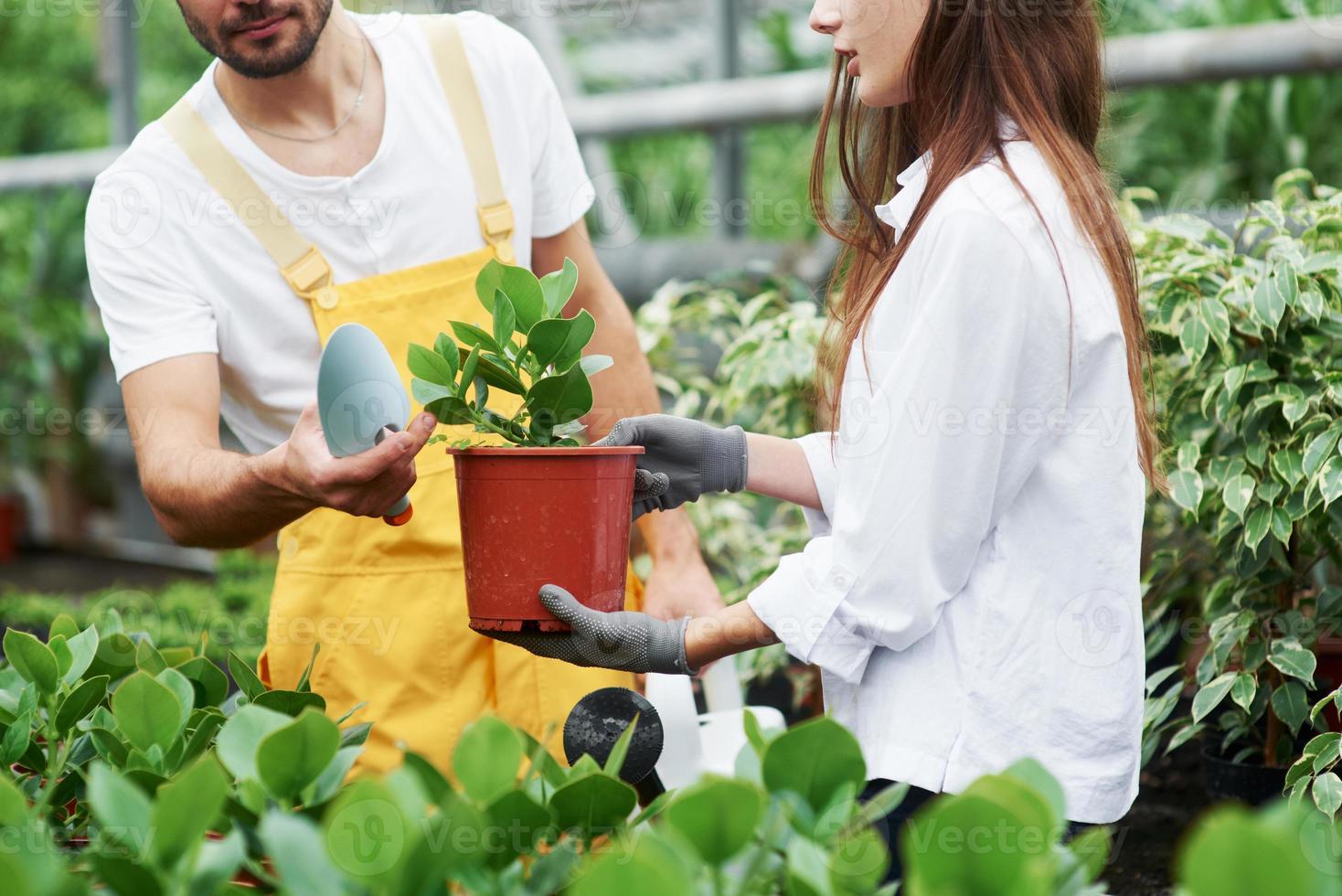 Ready to replanting. Couple of lovely garden workers in job clothes taking care of plant in the pot in the greenhouse photo