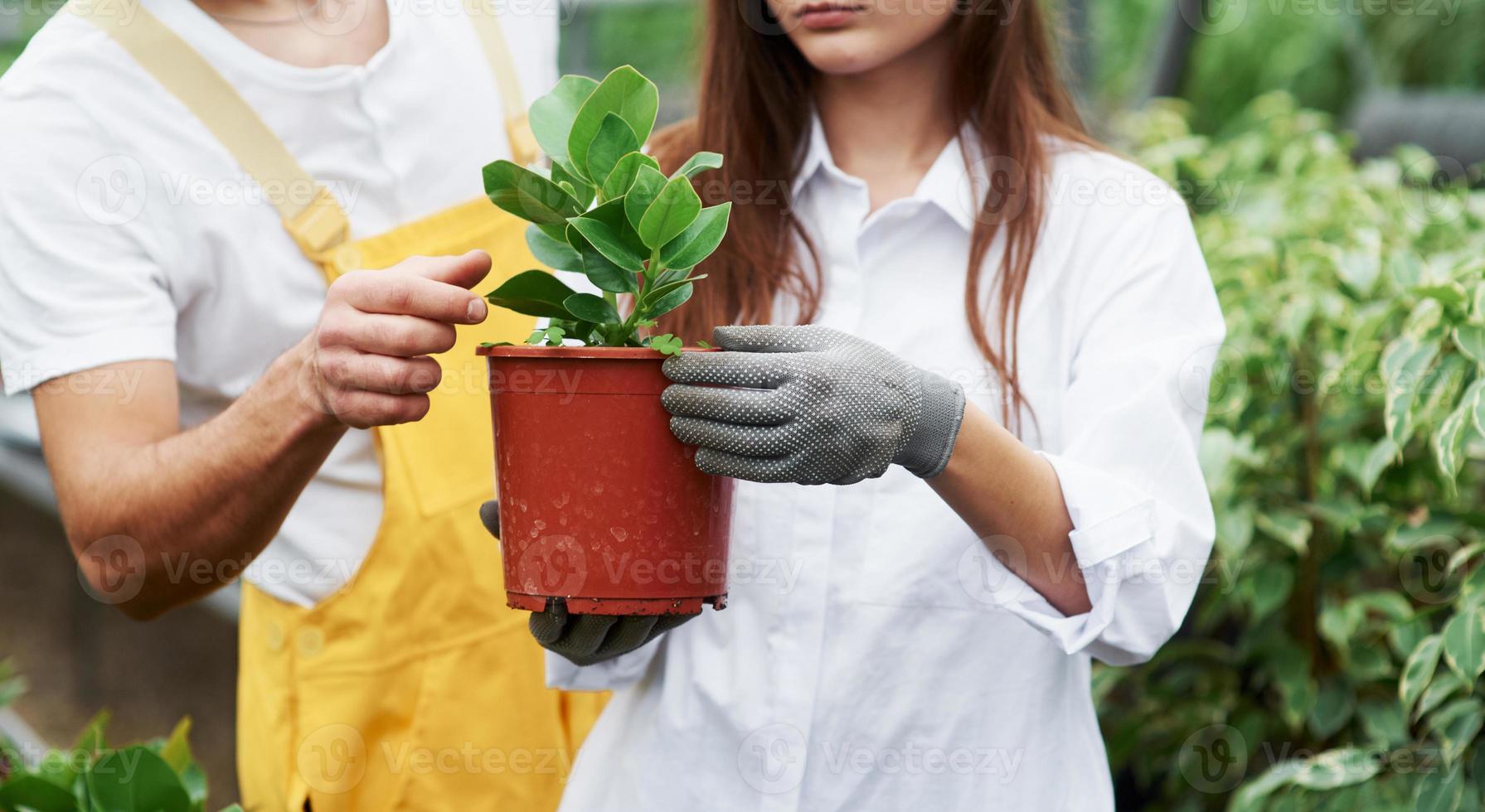 muestra la forma correcta de hacer esto. Pareja de trabajadores de jardinería encantadores en ropa de trabajo cuidando de la planta en la maceta en el invernadero foto