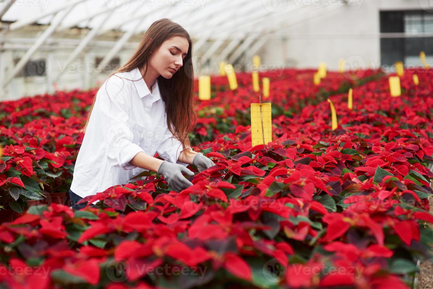 concentrarse en el trabajo. Hermosa joven floristería trabajando en el invernadero con hermosas plantas foto