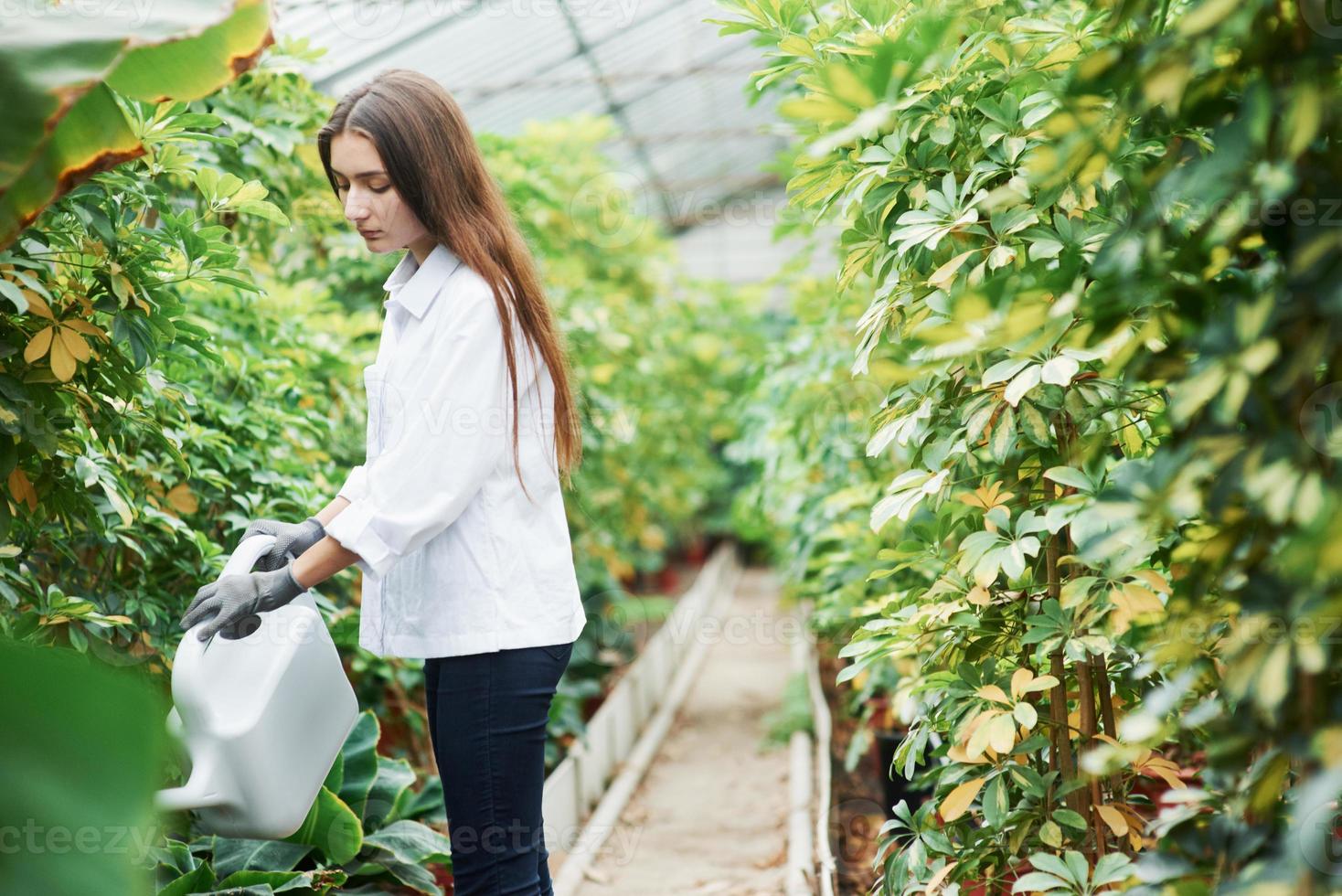 Proceso de riego de las plantas en invernadero por una hermosa joven morena foto