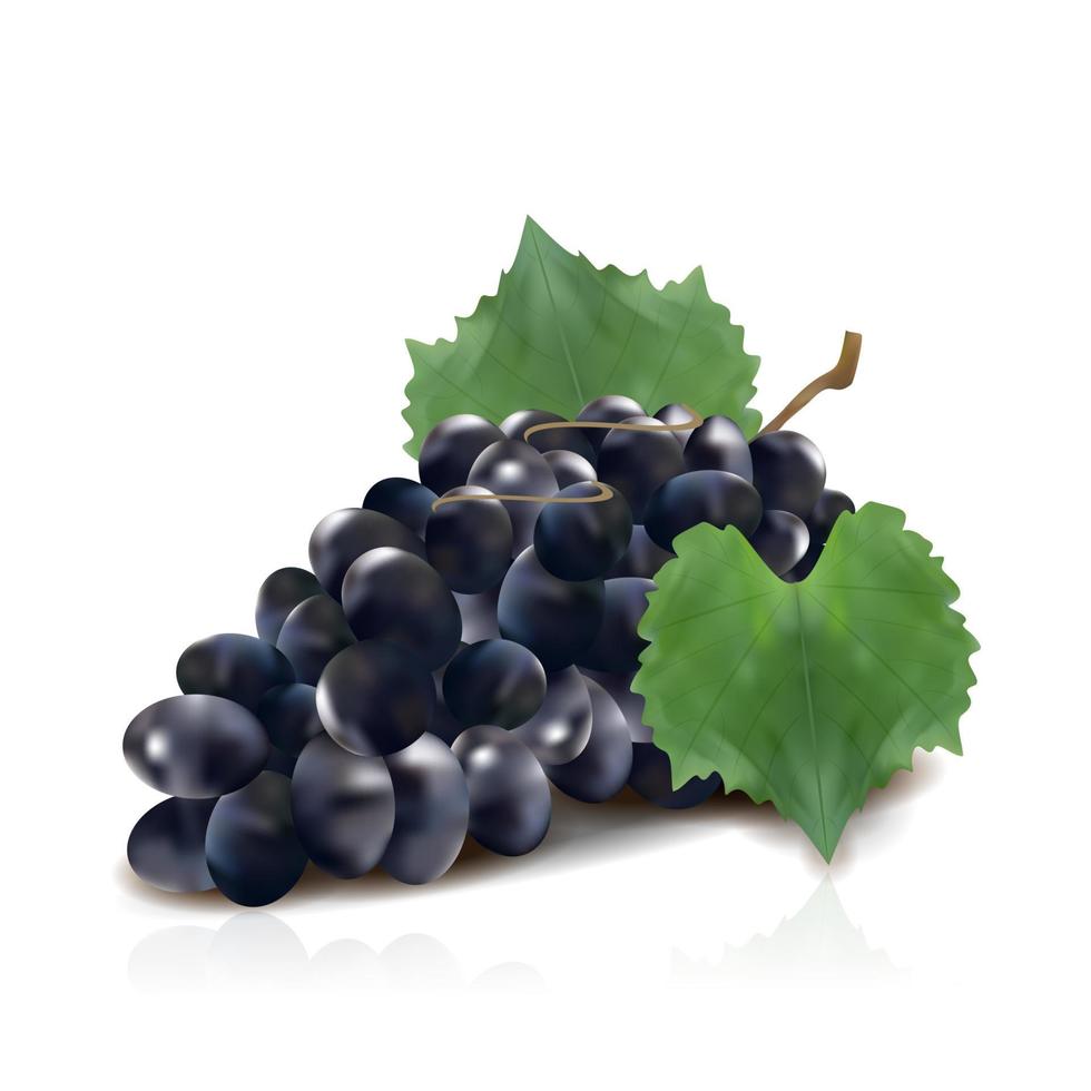 vector de uvas realista