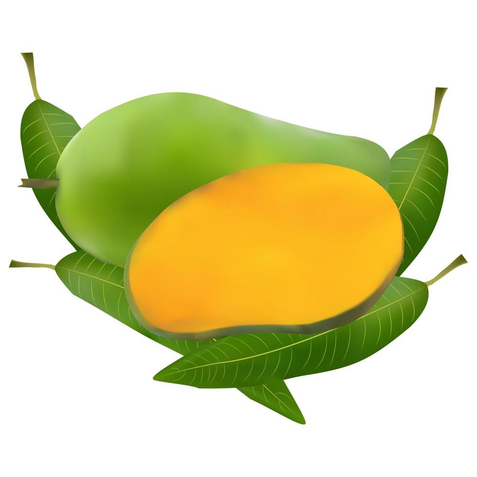 realistic mango vector