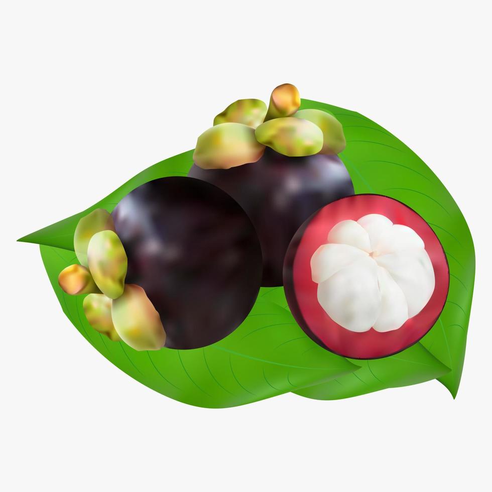 vector de fruta de mangostán realista