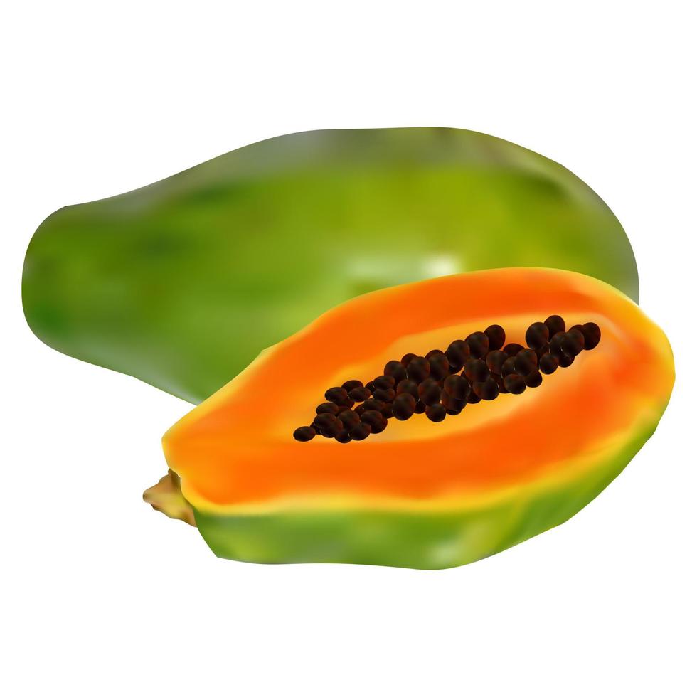 realistic papaya fruit vector