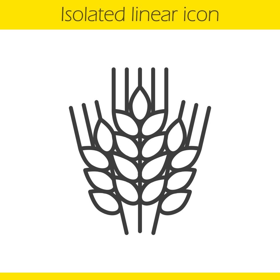 Wheat ears linear icon. Barley thin line illustration. Spikes of rye contour symbol. Vector isolated outline drawing