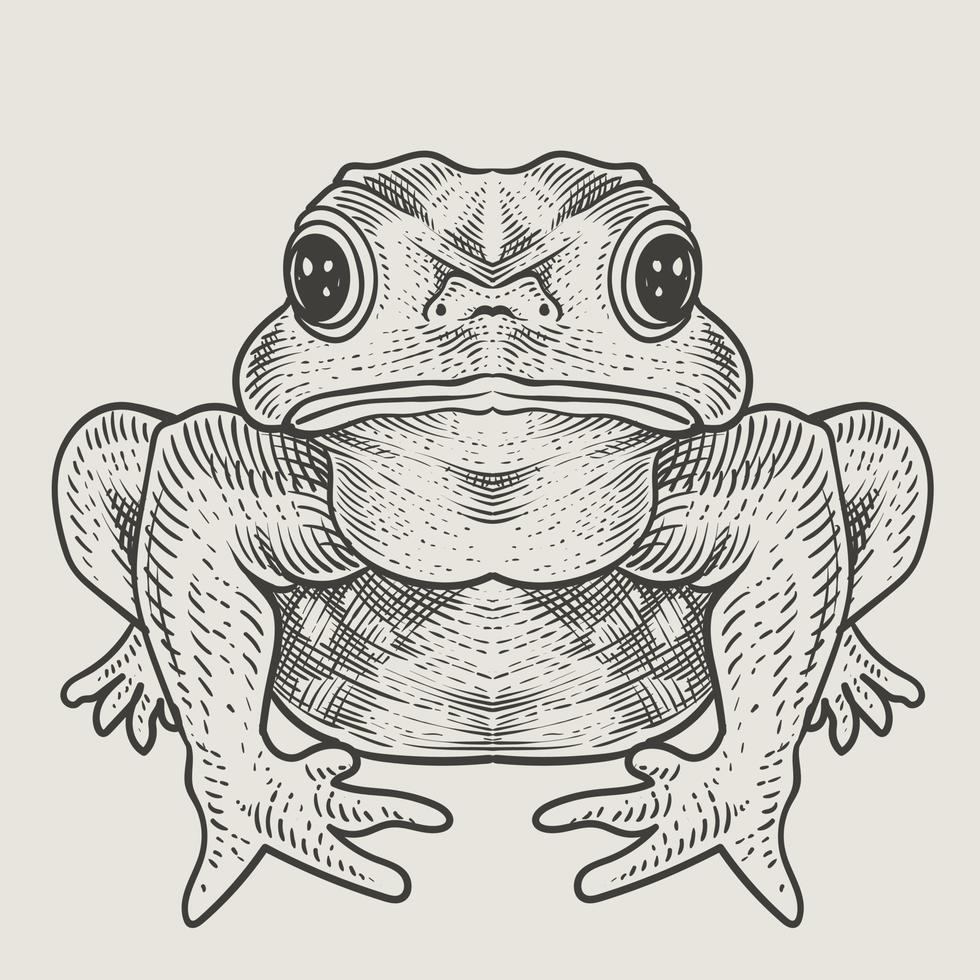 illustration vintage frog engraving style vector