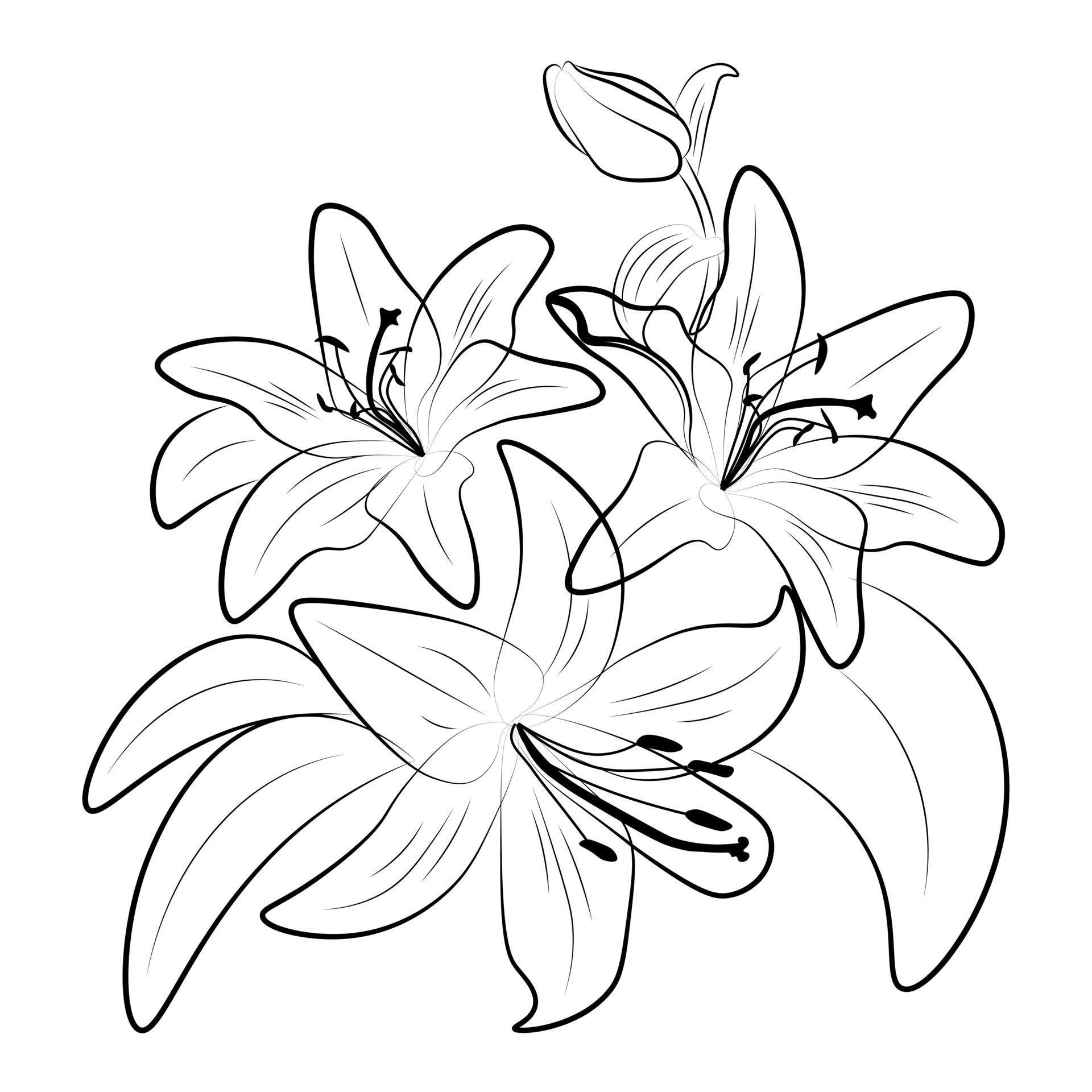 Lilies linear drawing. Composition of lily flowers. 4277023 Vector Art ...