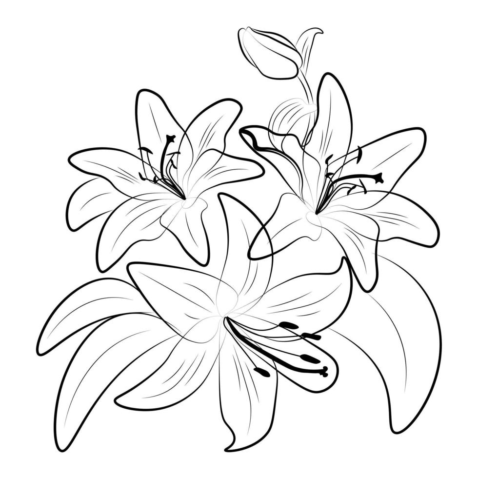 Lilies linear drawing. Composition of lily flowers. vector