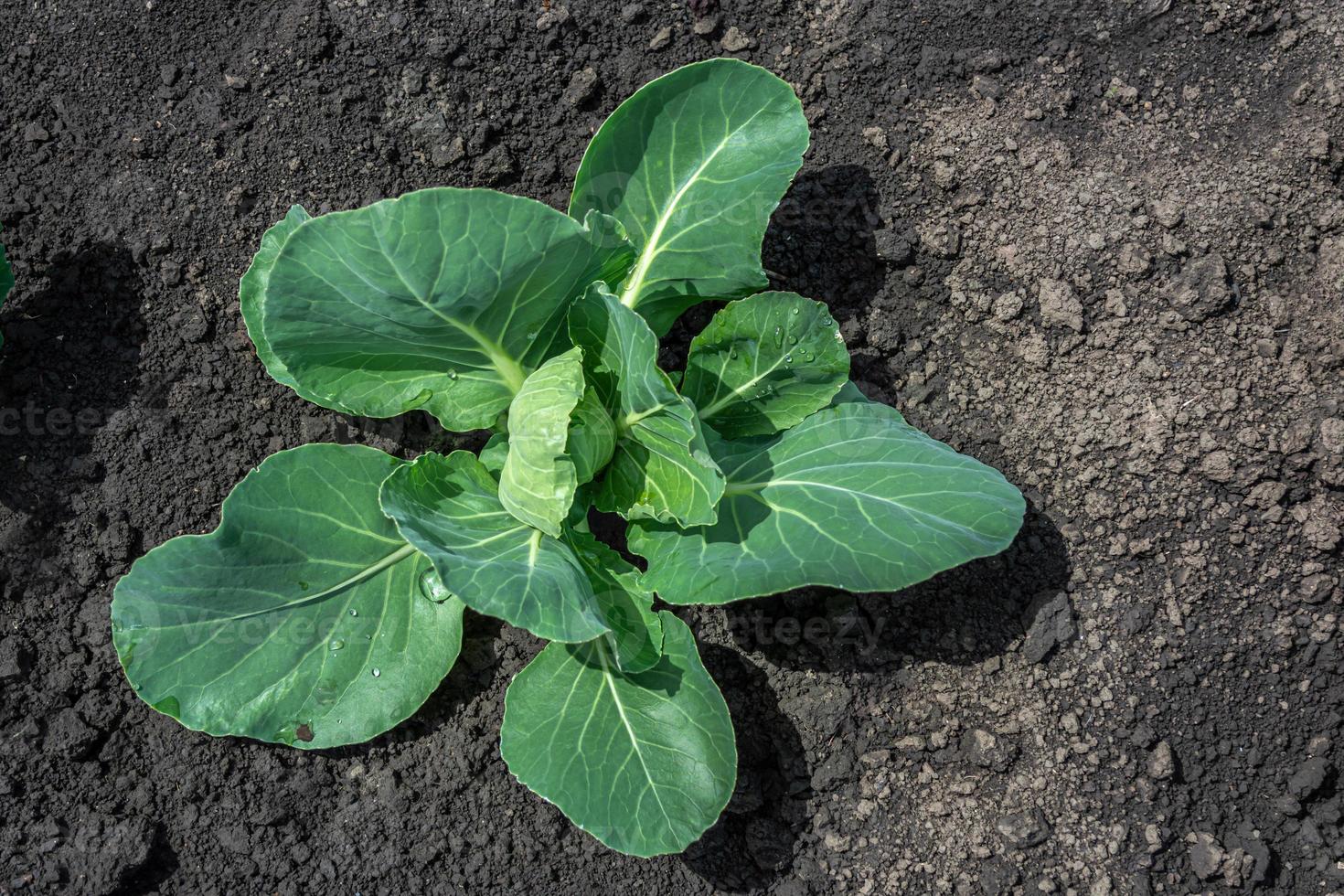 Young cabbage with large green leaves growing in the soil of the field. photo