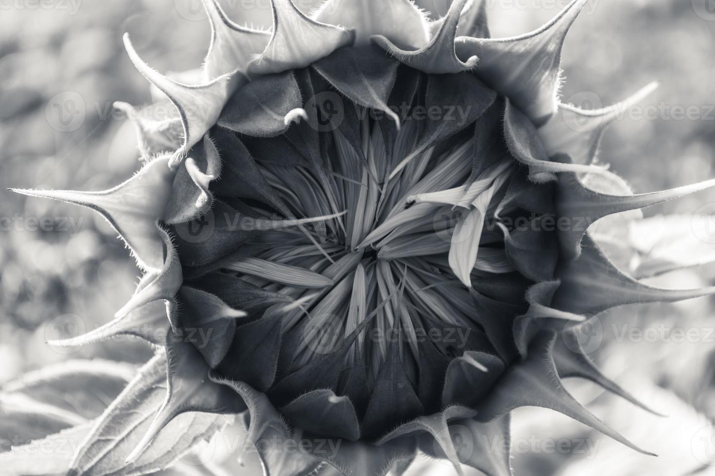 Sunflower bud in black and white. photo