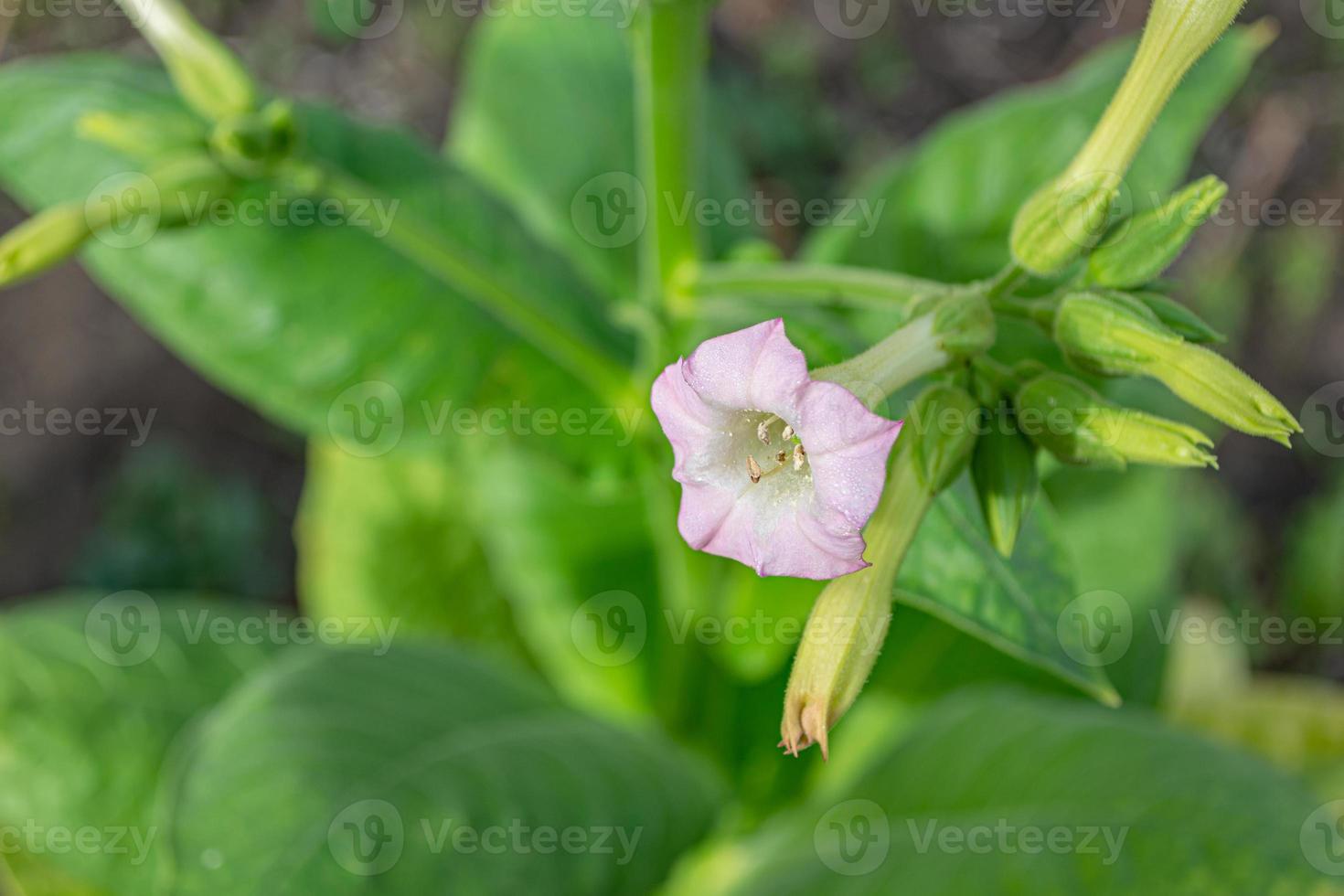 flor de tabaco sobre un fondo de hojas verdes. foto