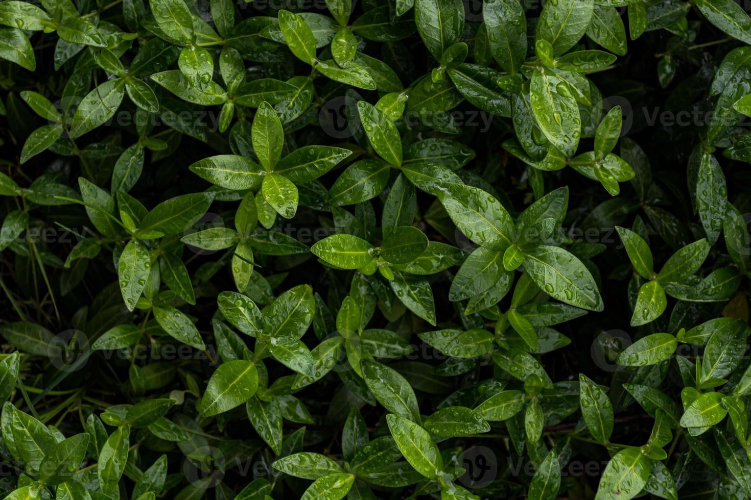 Fondo de hojas verdes frescas en gotas de lluvia. foto