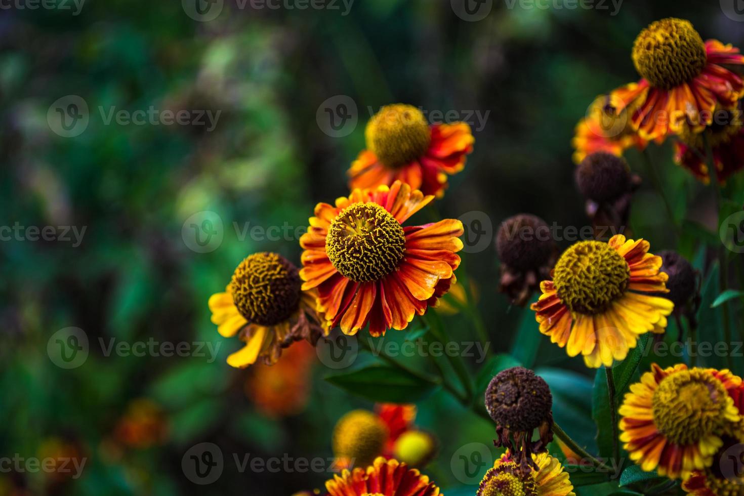 Autumn flowers marigolds. Bright floral background. photo