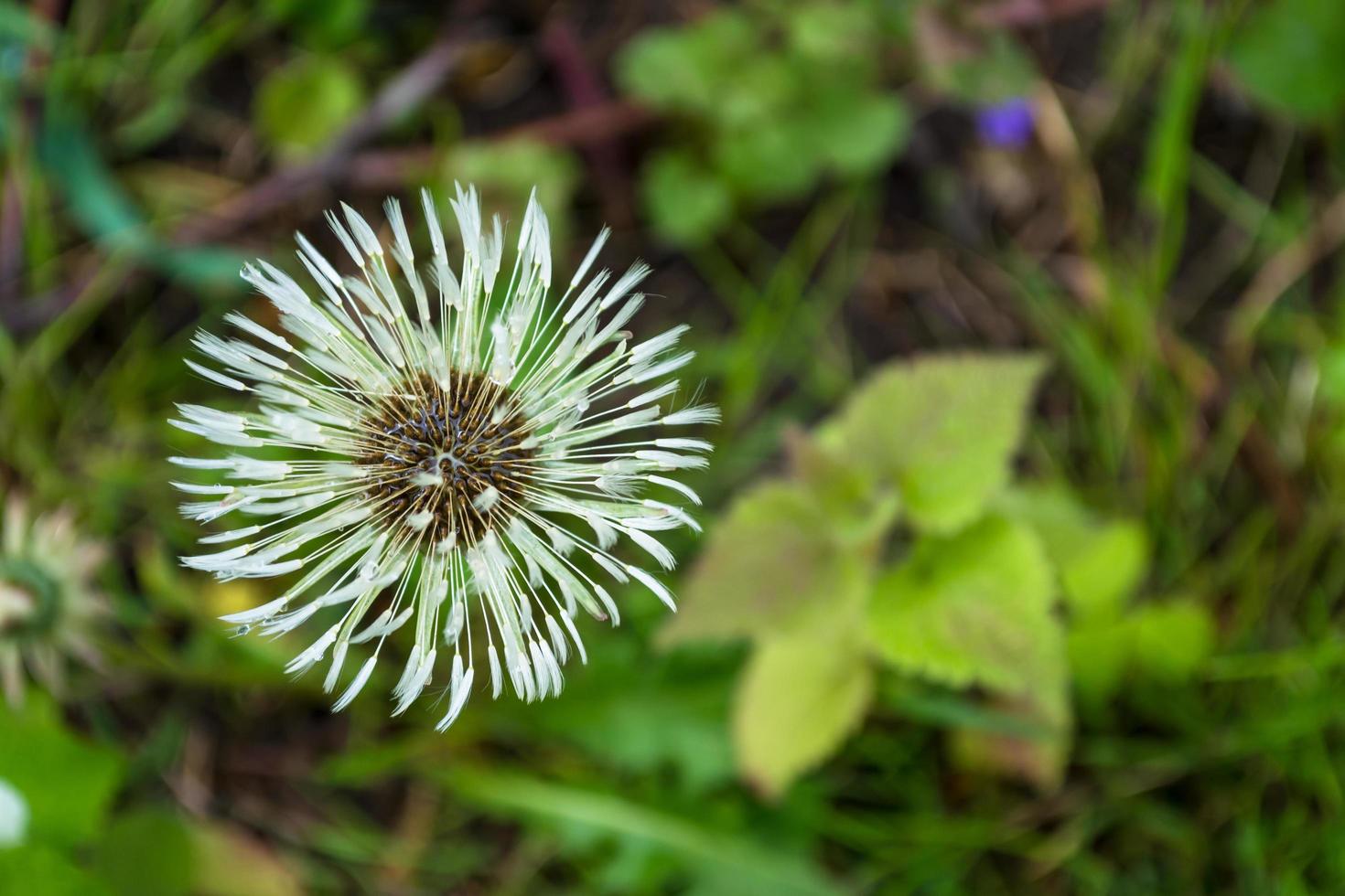 Wet dandelion on a green background. photo