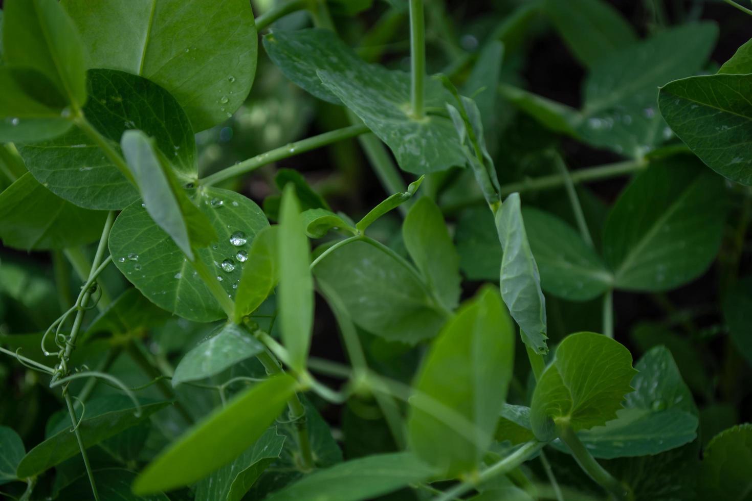 Green pea leaves with rain drops. photo