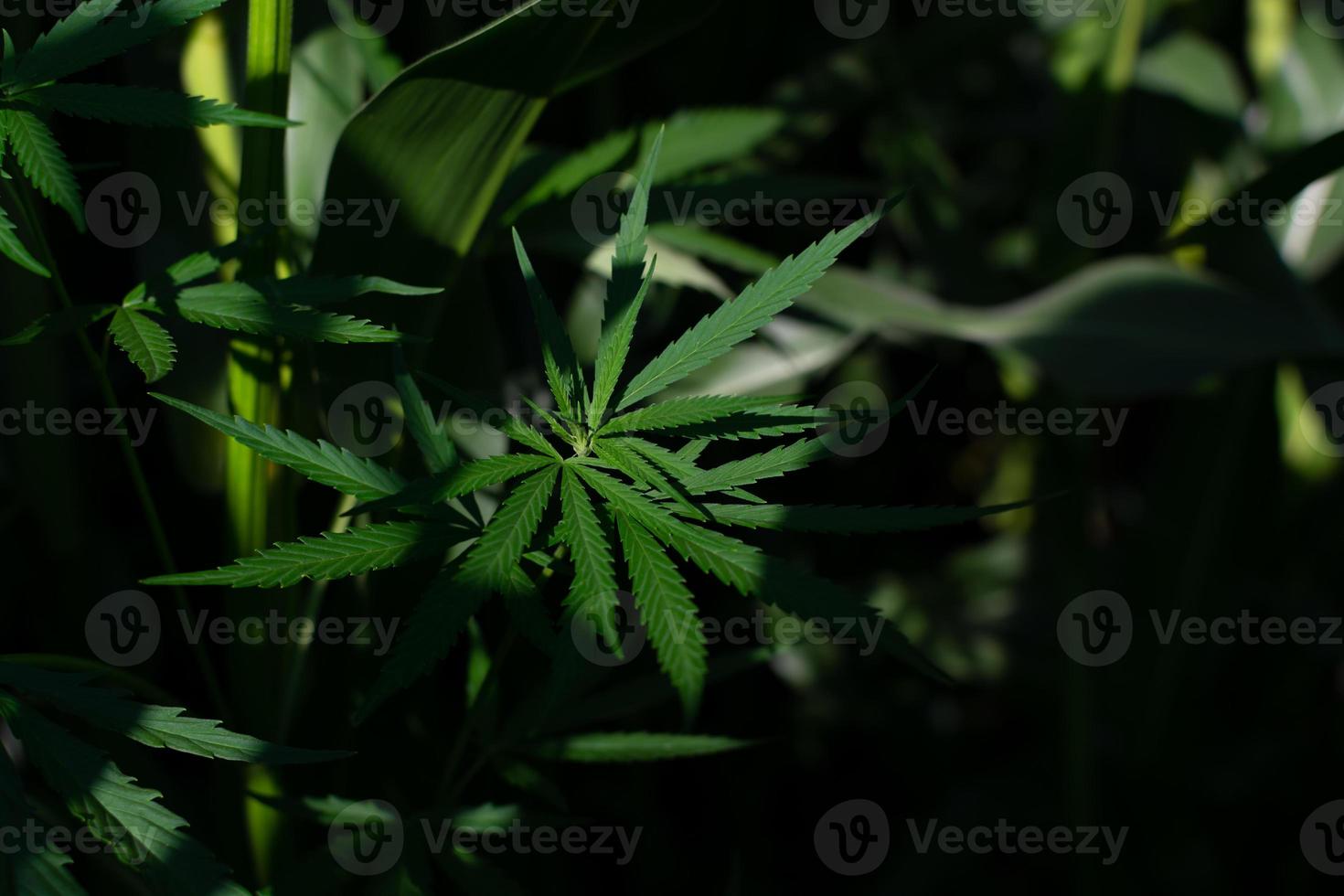 Green leaves of hemp in a corn field. photo