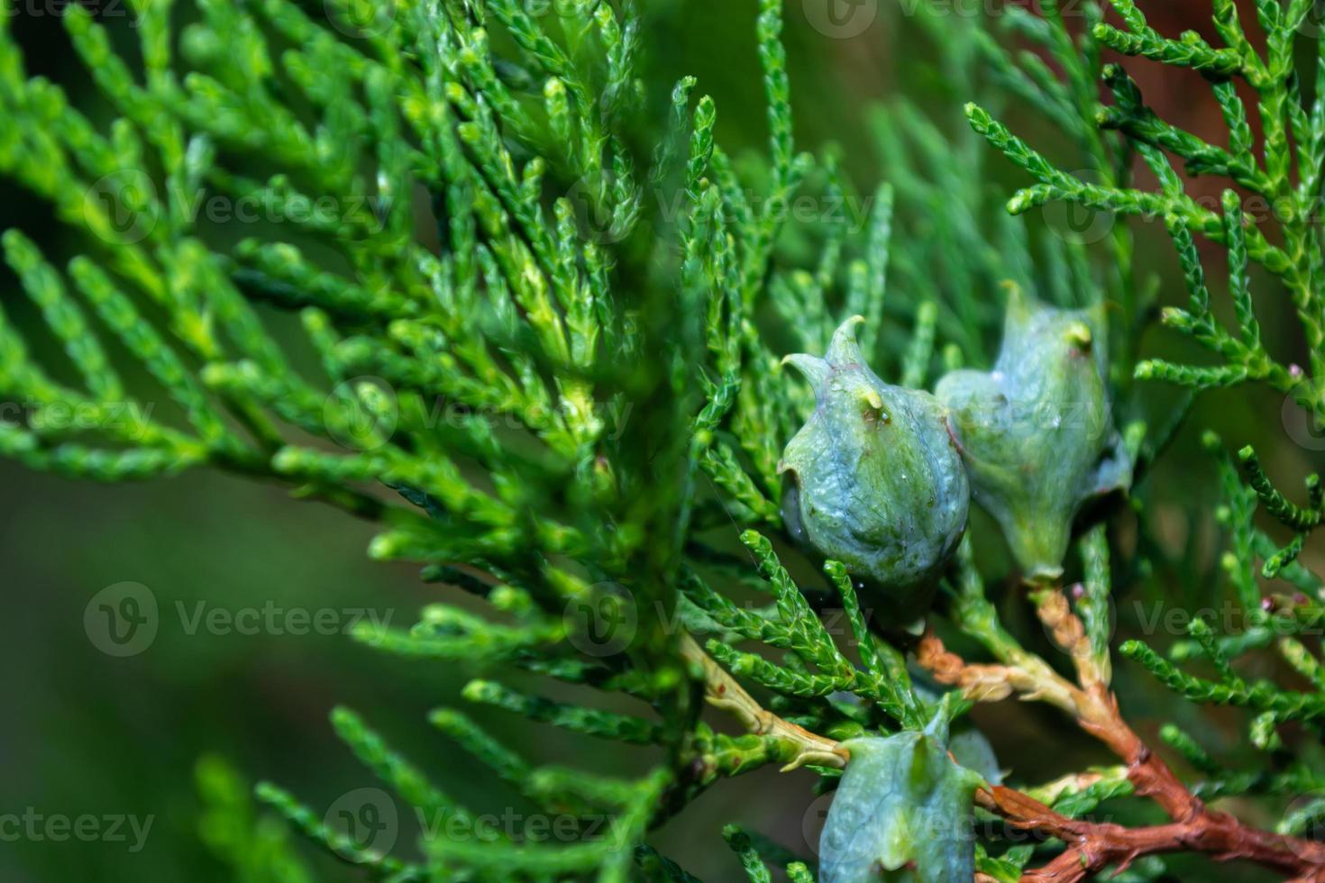 Small green cones of the thuja tree. Evergreens. photo