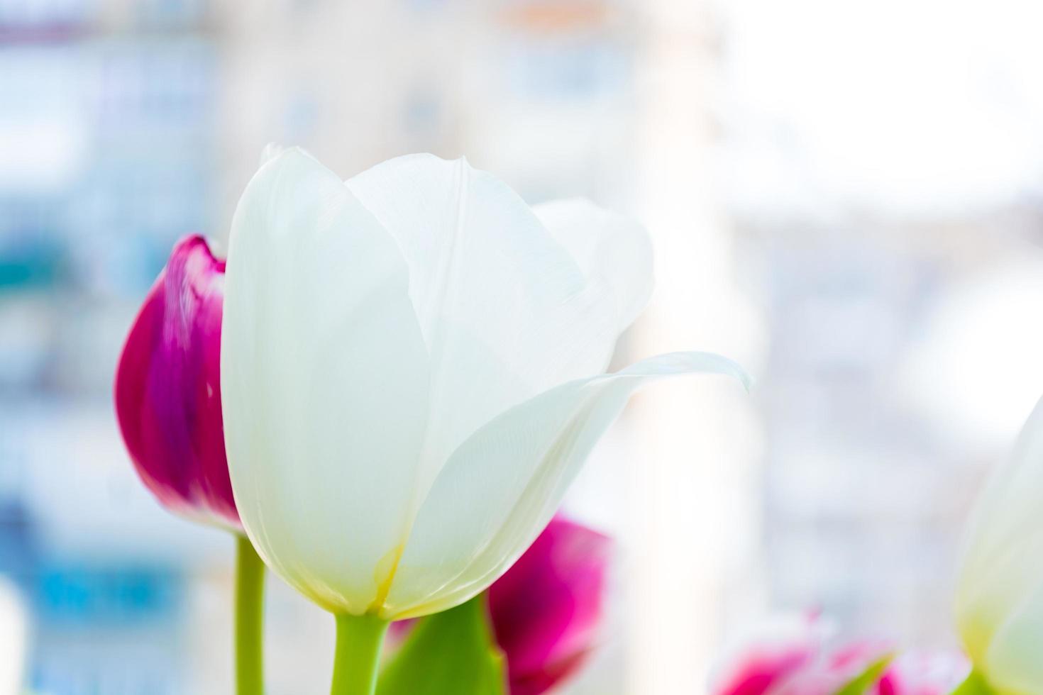 White tulip on a light blurred background photo