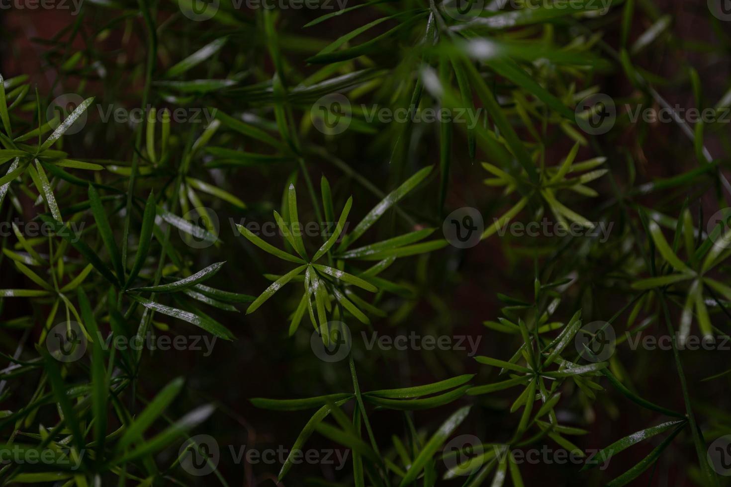 Dark green background of fresh thin leaves of asparagus fern photo