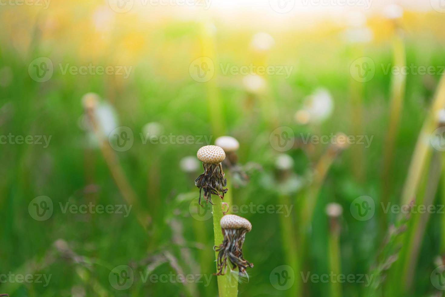 Bald dandelion head on sunset background photo