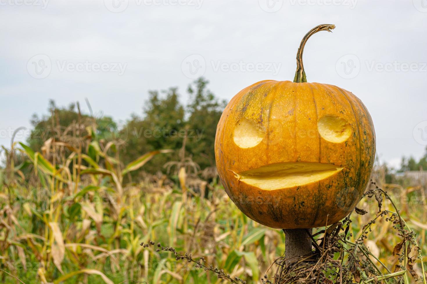 calabaza amarilla con ojos y boca cortados, espantapájaros de jardín. día de Halloween. foto