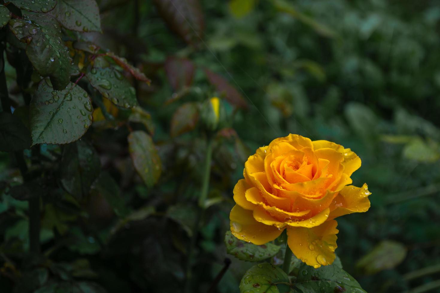 Yellow rose in the evening garden photo