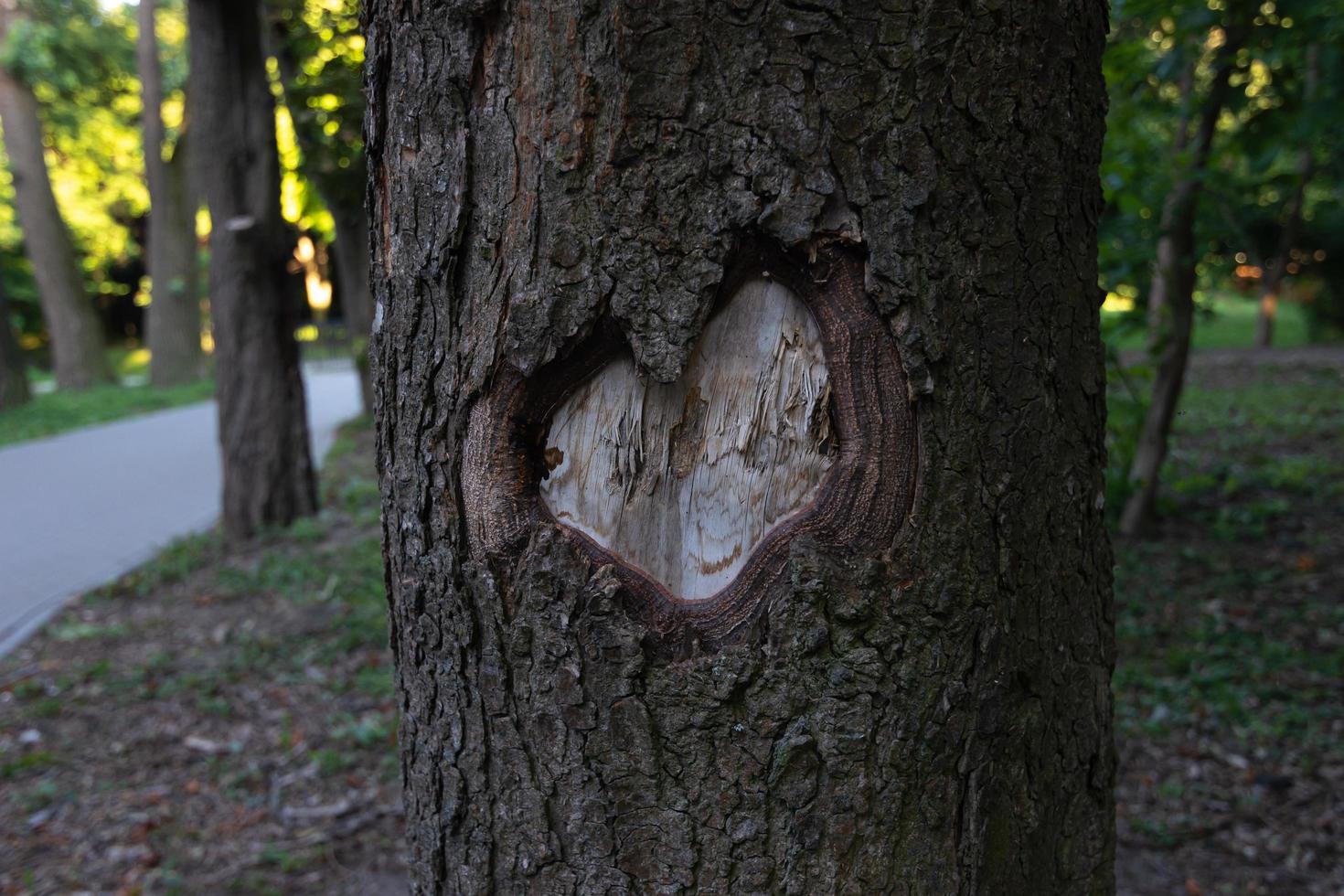 Carved heart on the bark of a tree trunk. photo