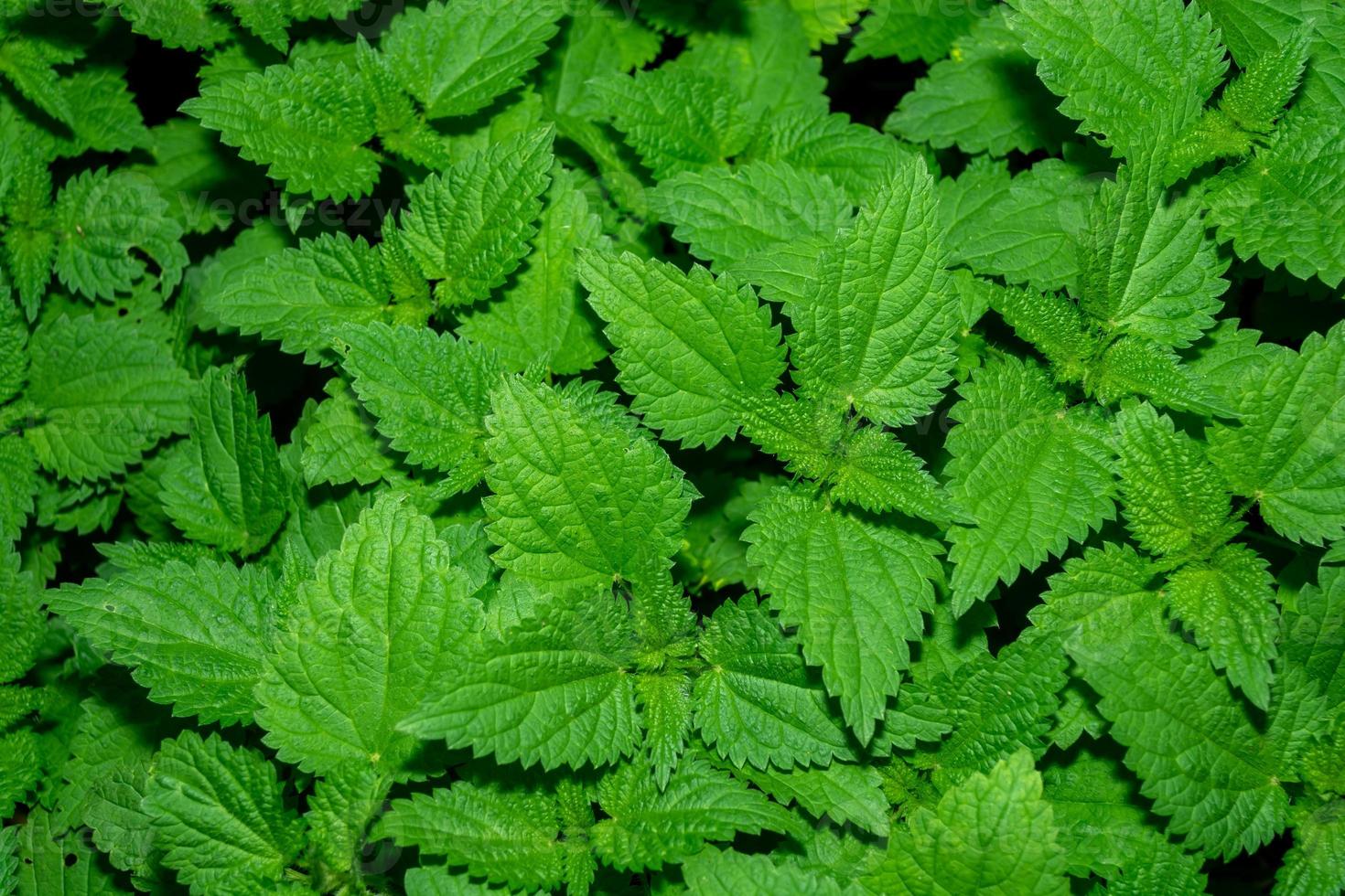 Fondo de hojas verdes de ortiga ardiente. foto