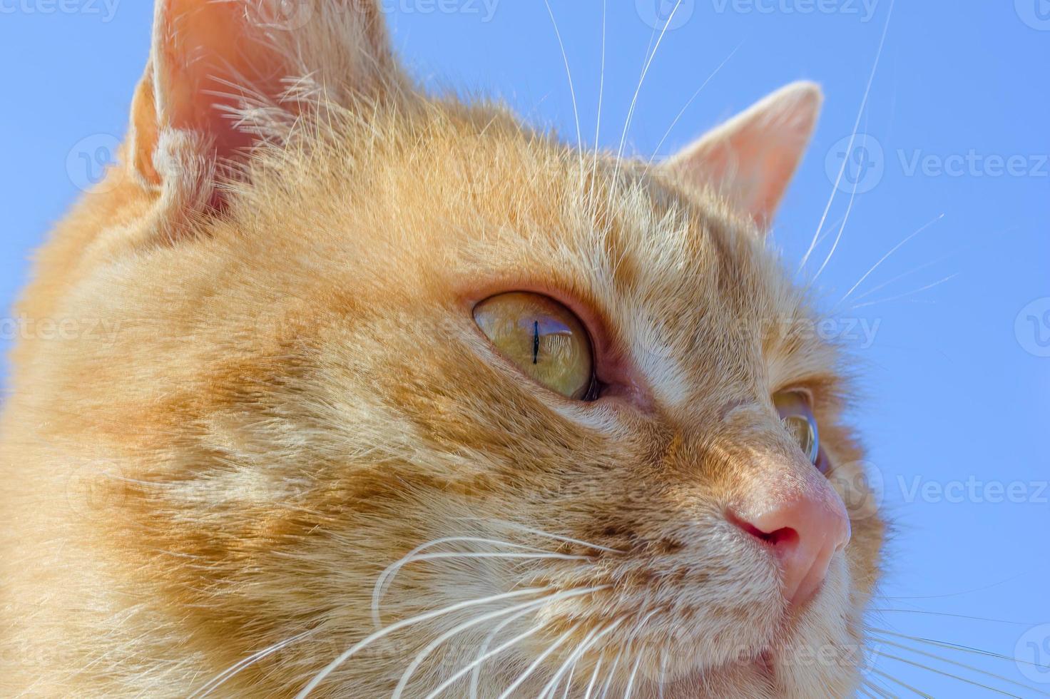 A bald cat looking into the distance against a background of blue sky. photo