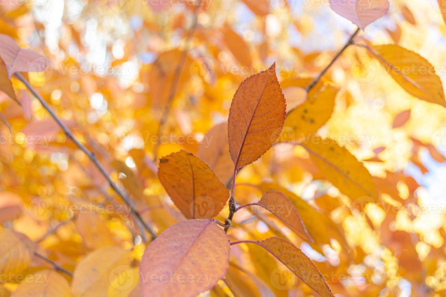 Yellow leaves of cherry on the branches of a fruit tree. The autumn background is softly blurred with shallow bokeh. photo