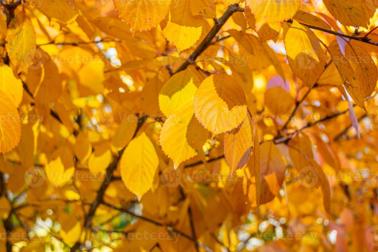 fondo de otoño de hojas amarillas foto