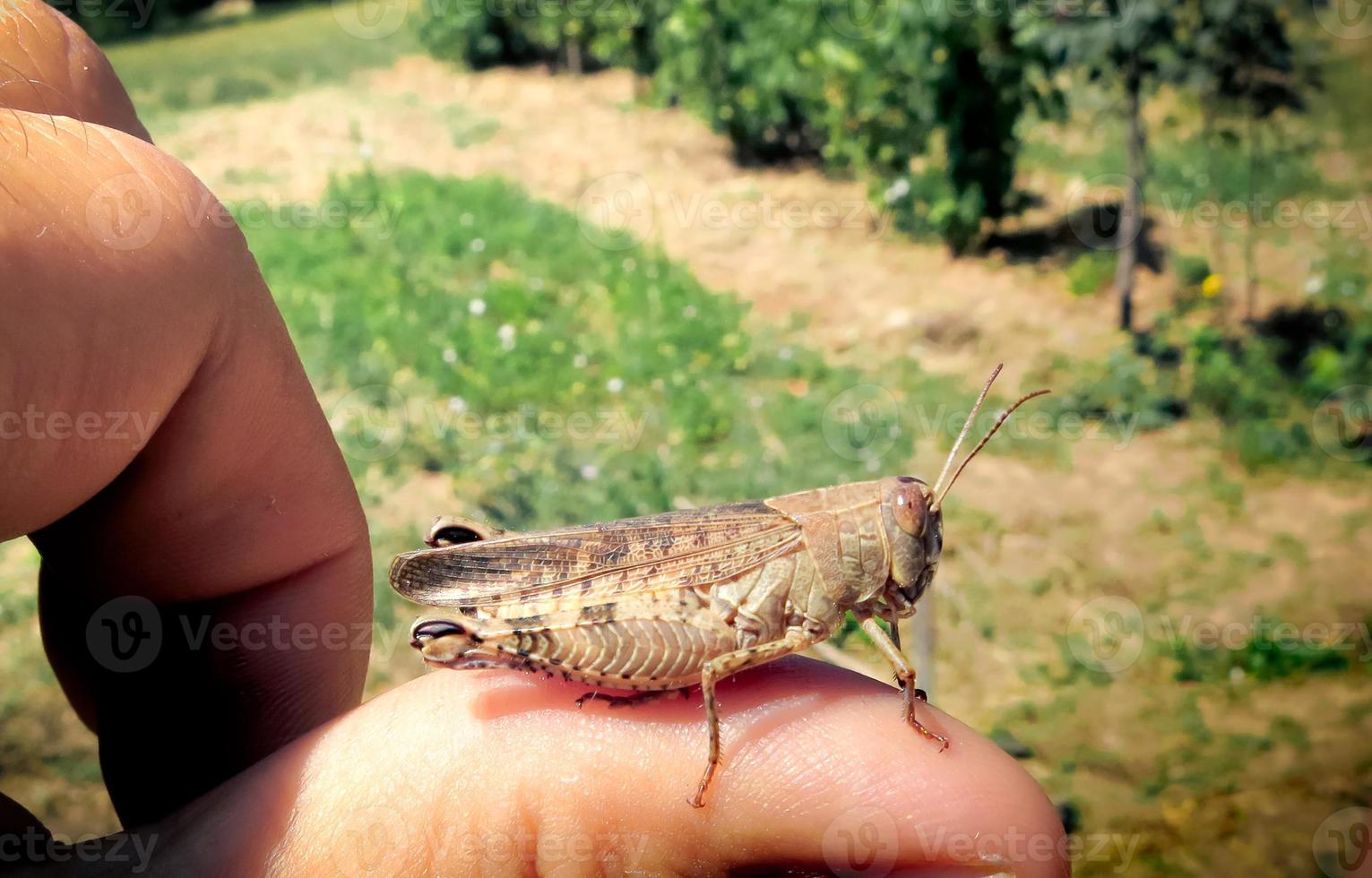 Grasshopper standing on a finger photo